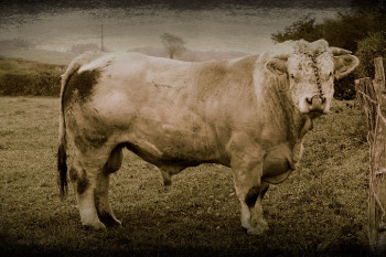 Named contemporary work « Max, le Charolais », Made by JOëL CADIOU