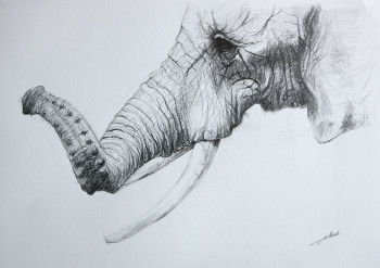 Named contemporary work « Dessin elephant », Made by DE PORET JB