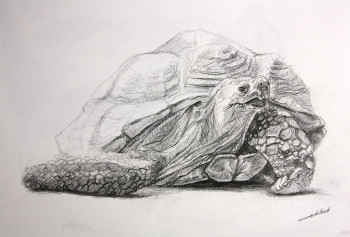 Named contemporary work « Dessin Tortue », Made by DE PORET JB