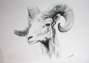 Named contemporary work « Dessin de Mouflon », Made by DE PORET JB