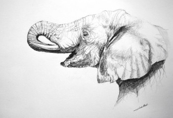 Named contemporary work « Dessin d'elephant 1 », Made by DE PORET JB