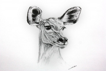 Named contemporary work « Dessin de gazelle », Made by DE PORET JB