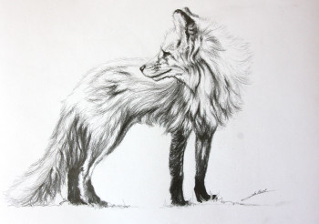 Named contemporary work « Dessin de renard », Made by DE PORET JB