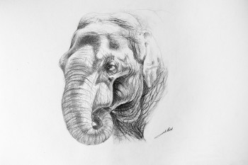 Named contemporary work « Dessin d'elephant 2 », Made by DE PORET JB