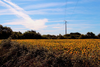 Named contemporary work « Champ de tournesols vendéens », Made by BRAZIAA