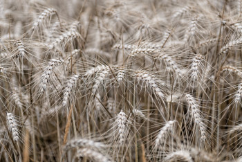 Named contemporary work « Field of Wheat », Made by NICOLAS PORTAIS