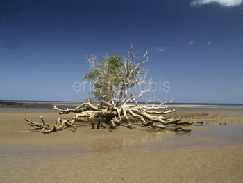 Named contemporary work « Mangrove (Mayotte) », Made by ERIC TRANNOIS