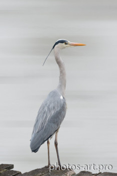 Named contemporary work « The Heron », Made by NICOLAS PORTAIS