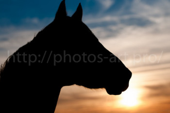 Named contemporary work « Shadow Of Horse », Made by NICOLAS PORTAIS