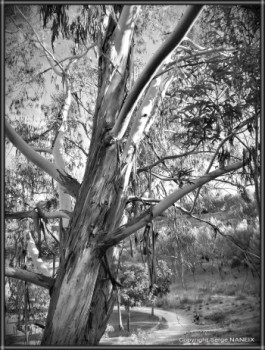 L'eucalyptus On the ARTactif site