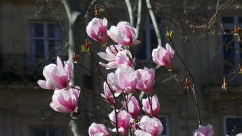 La cité des magnolias On the ARTactif site