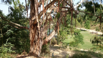 Eucalyptus On the ARTactif site