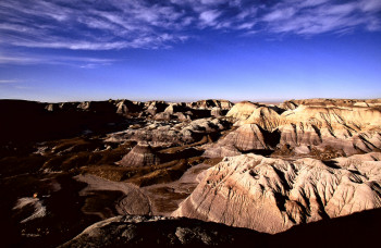 Named contemporary work « Petrified forest. Arizona 1 », Made by DOMINIQUE LEROY