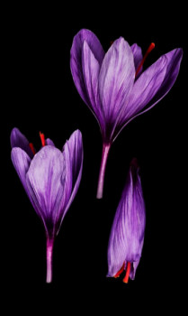 Named contemporary work « Crocus », Made by ISABELLE SMOLINSKI