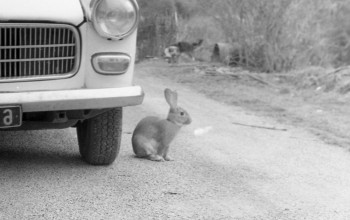 Contemporary work named « Le lapin et la voiture », Created by SOPHIE DENIS