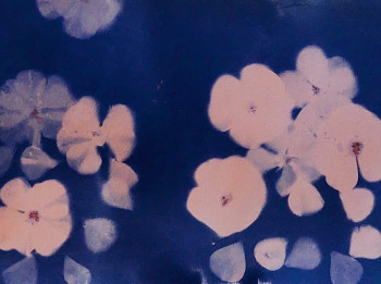 Named contemporary work « Cyanotype A4. », Made by JESSY COSSON PHOTOGRAPHY