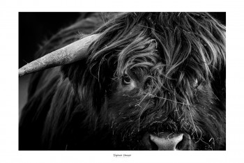 Named contemporary work « MY HIGHLAND COW », Made by SAUSSAYE PHOTOGRAPHIE