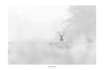 Named contemporary work « DEER IN THE MORNING MIST », Made by SAUSSAYE PHOTOGRAPHIE