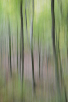 Named contemporary work « Arbres », Made by FANFAN FOTO