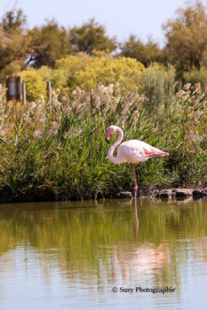 Named contemporary work « Flamants Roses », Made by MATHILDE GUILLAUME