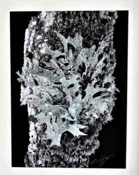 Named contemporary work « Lichen », Made by DUBAT CHANTAL