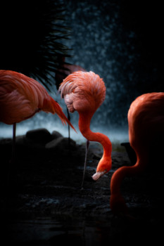 Named contemporary work « Flamingo ?? », Made by MP