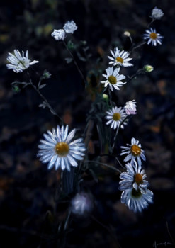 Named contemporary work « étude pâquerettes en craie grasse. », Made by HASEOJIN