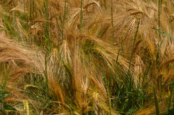 Grain in the wind On the ARTactif site