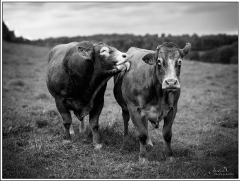 Named contemporary work « Tendresse vache. », Made by JOSé DUMONCEAUX