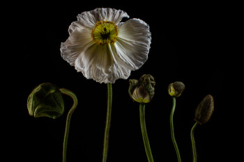 Named contemporary work « Papaver - II », Made by TSIR
