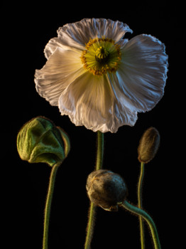 Named contemporary work « Papaver - VIII », Made by TSIR
