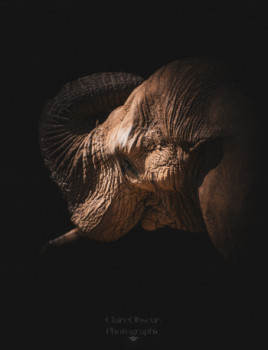 Named contemporary work « Une Memoire d'Eléphant », Made by CLAIREOBSCUR.PHOTOGRAPHIE