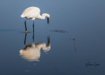 Named contemporary work « AIGRETTE GARZETTE », Made by WILLIAMSPHOTOGRAPHIE