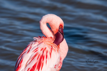 Named contemporary work « FLAMANT ROSE AFRICAIN », Made by WILLIAMSPHOTOGRAPHIE
