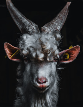 Named contemporary work « Elegant Goat », Made by CLAIREOBSCUR.PHOTOGRAPHIE