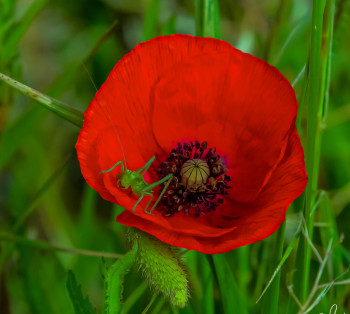 Named contemporary work « COQUELICOT », Made by WILLIAMSPHOTOGRAPHIE