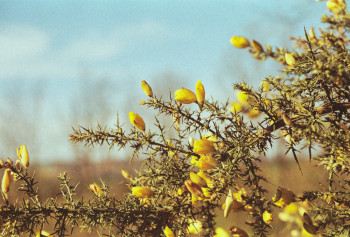Named contemporary work « le jaune de la nature », Made by PHOTOSNICO