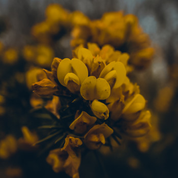 Named contemporary work « Mimosa », Made by LAETIPHOTOGRAPHER