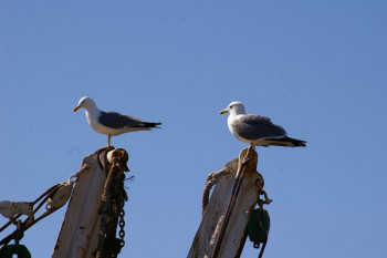 Named contemporary work « Les 2 oiseaux au repos », Made by FRANçOISE MIRAY