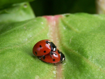 Named contemporary work « Amour de coccinelles », Made by GRéGORY FOULON