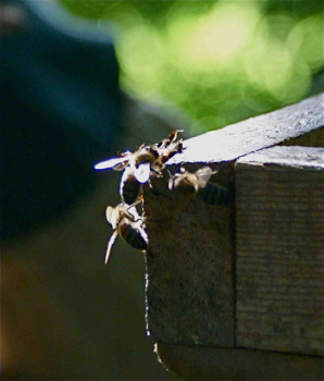 Named contemporary work « abeilles », Made by PHILIPPE CHAISNé