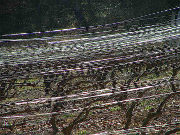 Named contemporary work « les vignes brillantes », Made by PHILIPPE CHAISNé