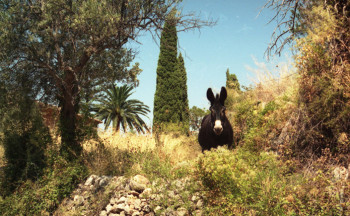 Contemporary work named « ane dans la campagne à Deia - Mallorca - encadré », Created by SARCIE
