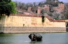 elephant-dinde