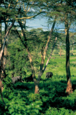 couple-delephants-dans-le-cratere-du-ngorongoro-tanzanie
