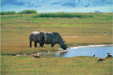 couple-de-rhinoceros-blanc-tanzanie