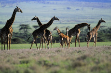troupeau-de-girafe-kenya