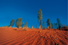 snake-desert-australie