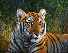 tiger-cub