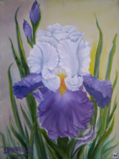 iris-violet